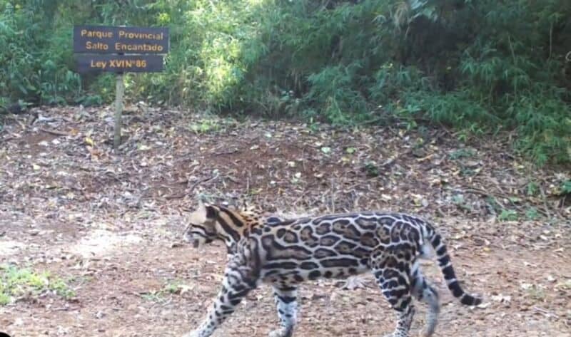 Cámaras trampa captaron un gato onza en zona del Parque Provincial Salto Encantado