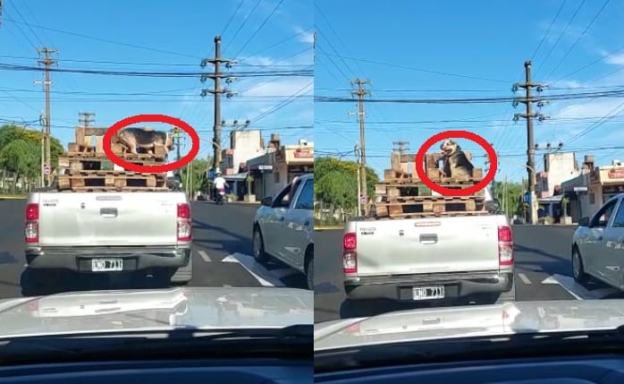 Maltrato animal en Posadas: llevaba a su perro atado a la carrocería de la camioneta y encima de una carga