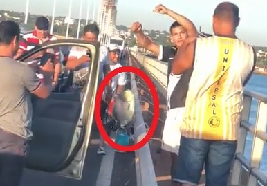 Pescó un pacú en el puente Posadas-Encarnación mientras esperaba con su auto para ingresar a Argentina