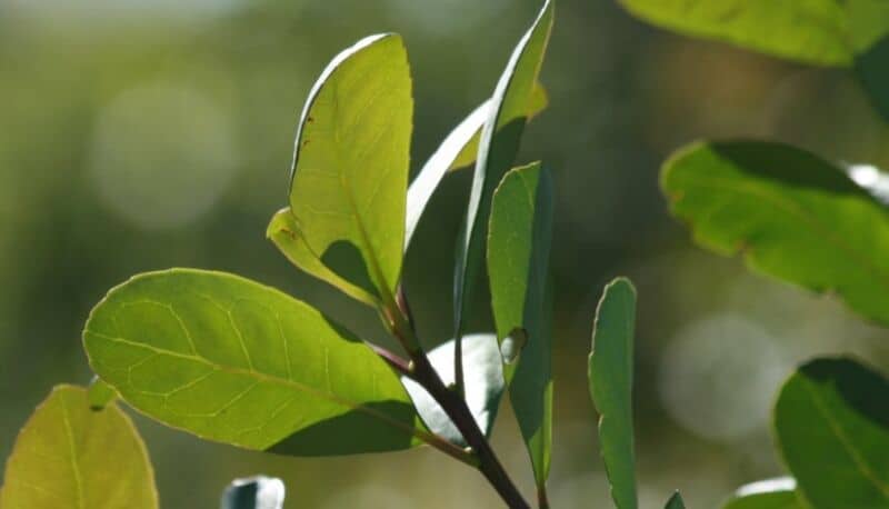 Entre enero y febrero el consumo interno de yerba mate sumó 41,4 millones de kilos