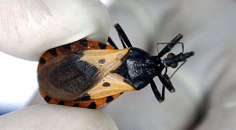 Siete de cada diez personas que tienen la enfermedad de Chagas no lo saben