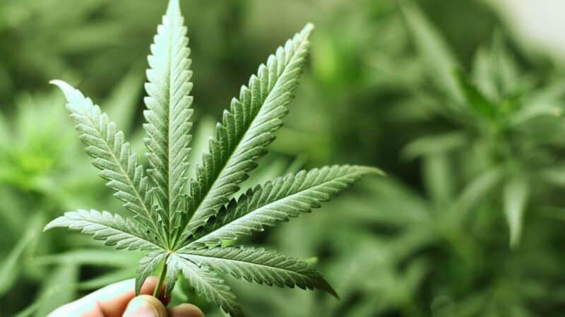 Alertan que el consumo de Cannabis puede alterar la química cerebral de forma permanente