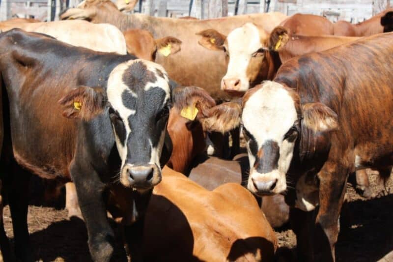 Récord: con más de 1.200 cabezas de bovinos se realizó un remate mixto en 25 de Mayo