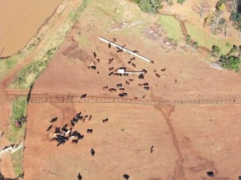 Desbarataron una organización que contrabandeaba ganado desde Misiones a Brasil