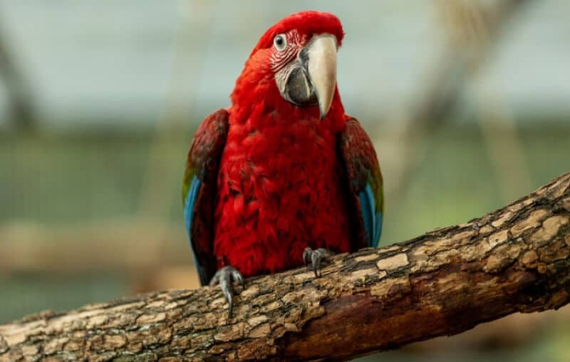 El parque Iberá recibió tres guacamayos 1 2 - guacamayo2 - 1