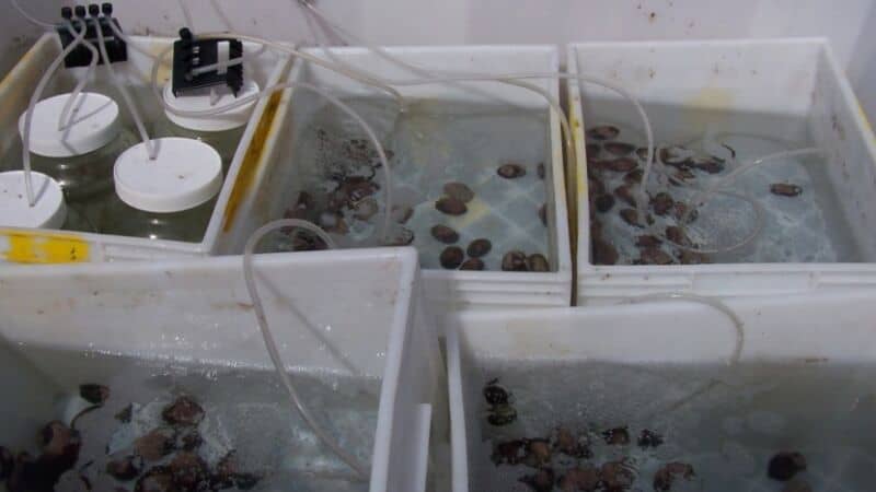 Evaluarán el impacto de los fármacos en ecosistemas antárticos