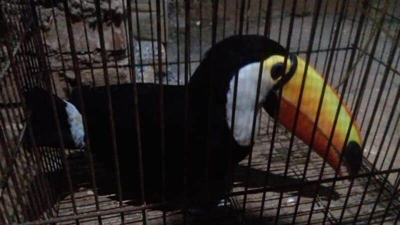 Piden deconstuir la práctica del mascotismo, muy arraigada en Misiones 1 2 - mascotismo - 1