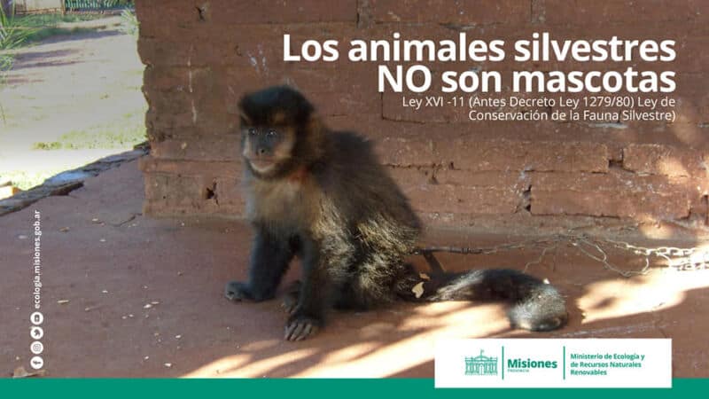 Piden deconstuir la práctica del mascotismo, muy arraigada en Misiones 2 4 - mascotismo2 - 3