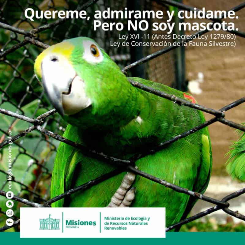 Piden deconstuir la práctica del mascotismo, muy arraigada en Misiones 3 6 - mascotismo3 - 5