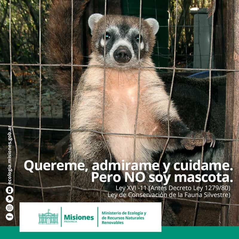 Piden deconstuir la práctica del mascotismo, muy arraigada en Misiones 4 8 - mascotismo4 - 7