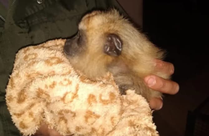 Resguardaron a una cría de mono carayá en el barrio Sol de Misiones de Posadas