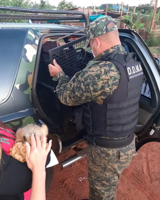 Resguardaron a una cría de mono carayá en el barrio Sol de Misiones de Posadas 1 2 - mono2 - 1