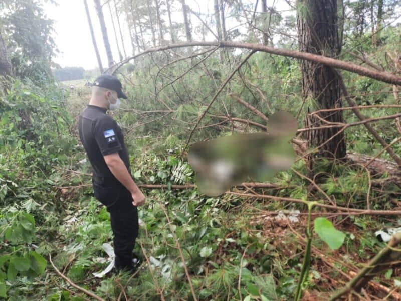 Motosierrista murió aplastado por un pino en Wanda
