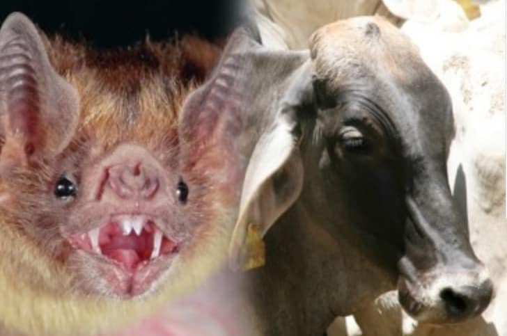 Alerta por murciélagos en Corrientes: detectaron tres casos de rabia en animales