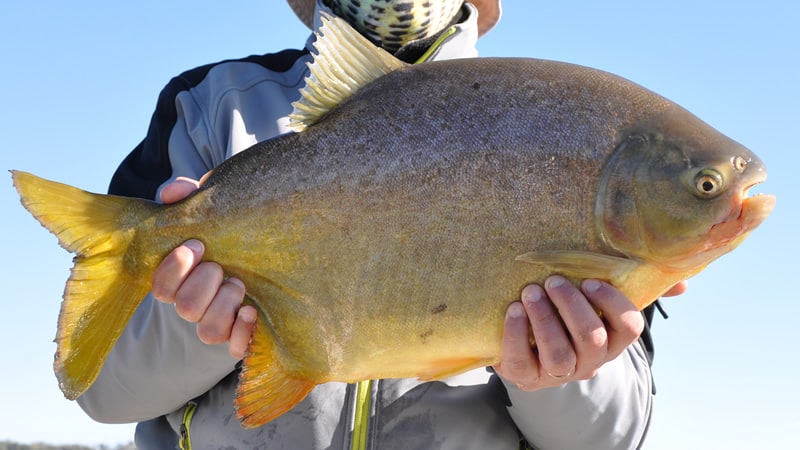 Río Paraná: encontraron alteraciones genéticas en peces a causa de un herbicida