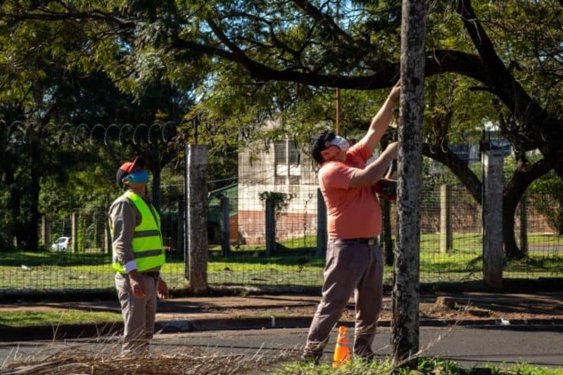 Capacitarán a podadores urbanos en Posadas