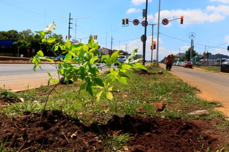 Abren convocatoria a la comunidad para plantar mil árboles en la Travesía Urbana de Posadas