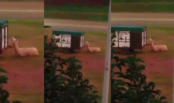 Otro caso de maltrato animal: ahora en San Vicente y se trata de una llama