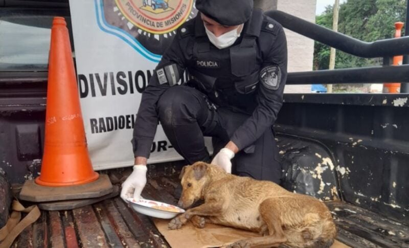 Rescataron y resguardaron a una perra que estaba en estado de abandono en Garupá
