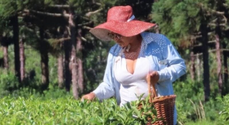 El consumo de té gourmet marca tendencia en Misiones