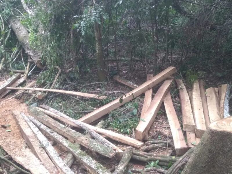 Apeo ilegal: secuestraron maderas nativas aserradas de un lote en San José