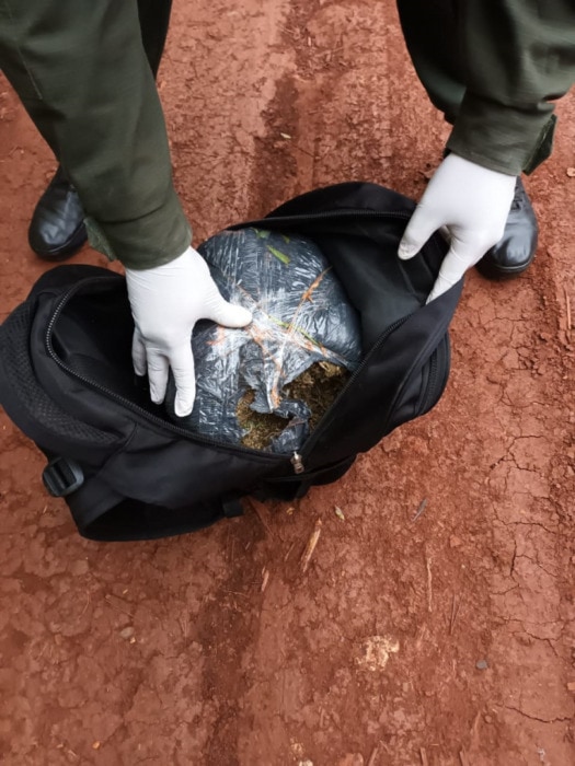 gendarmes incautan mas de 10 toneladas de marihuana en misiones 6 - 11
