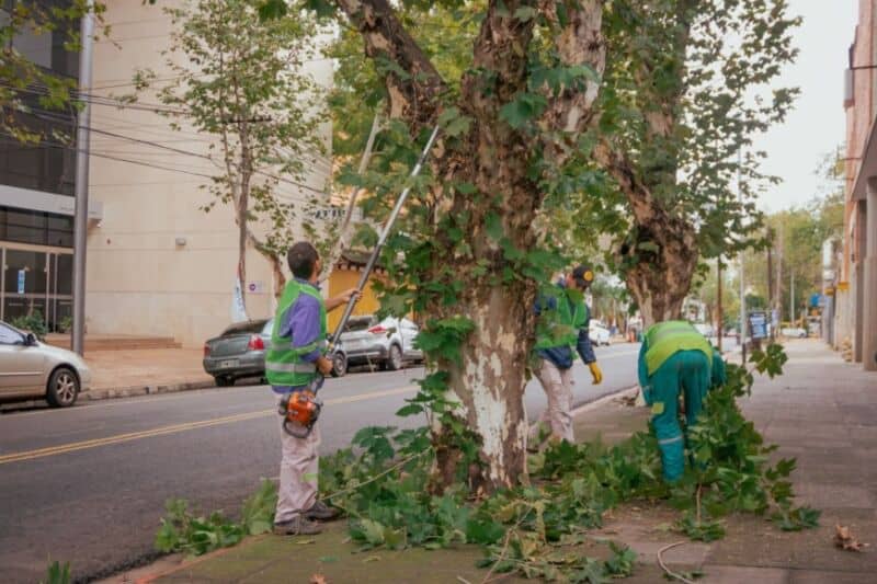 Posadas: de mayo a julio se realiza el operativo integral de poda