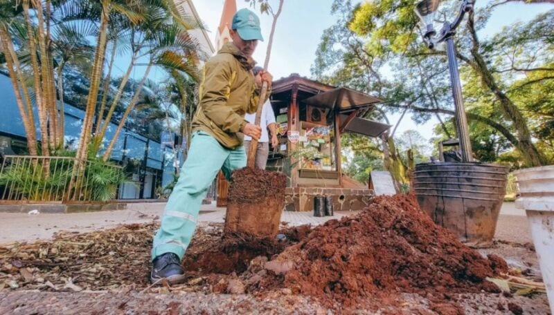 Continúa el proceso de reforestación de Posadas 1 2 - posadas 1 3 - 1