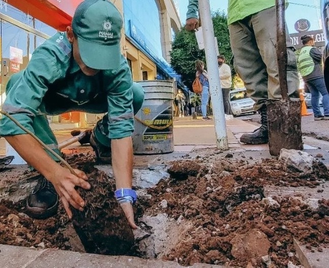 Continúa el proceso de reforestación de Posadas 2 4 - posadas 3 3 - 3