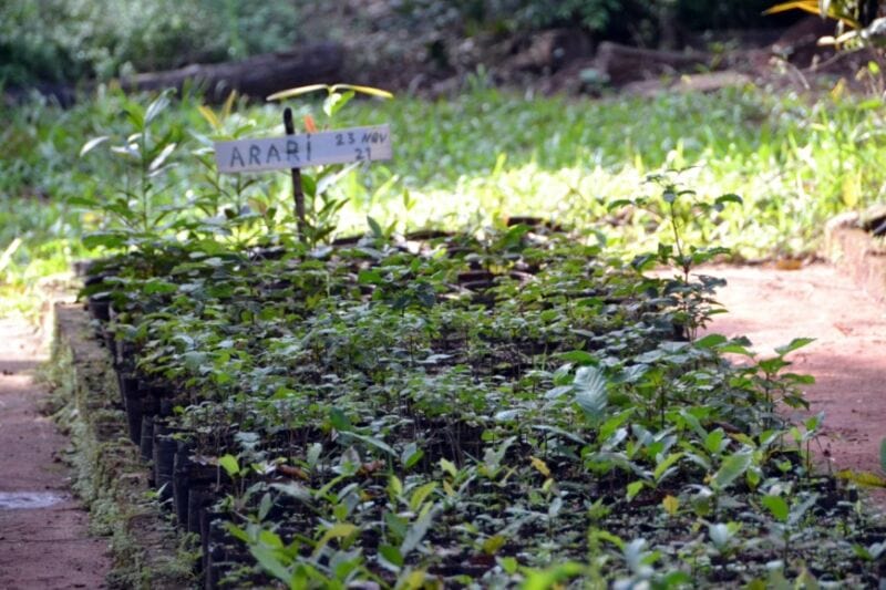 Vivero de Especies Nativas de Ecología, un reservorio clave de la flora autóctona misionera 1 2 - reserva2 - 1