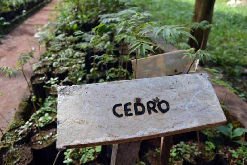Vivero de Especies Nativas de Ecología, un reservorio clave de la flora autóctona misionera 2 4 - reserva3 - 3