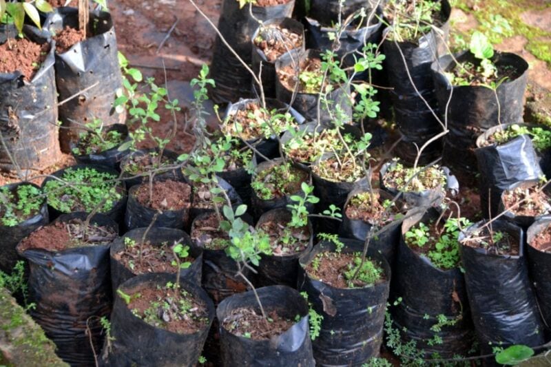 Vivero de Especies Nativas de Ecología, un reservorio clave de la flora autóctona misionera 3 6 - reserva4 - 5