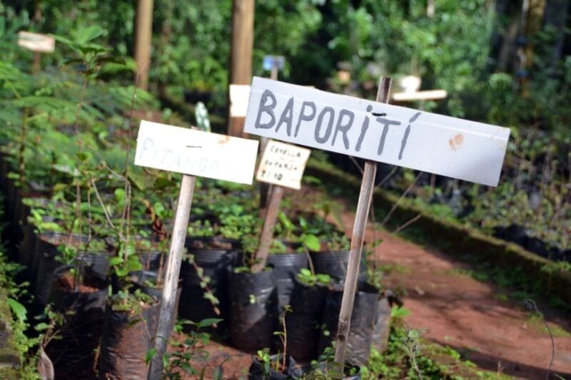 Vivero de Especies Nativas de Ecología, un reservorio clave de la flora autóctona misionera 5 10 - reserva6 - 9