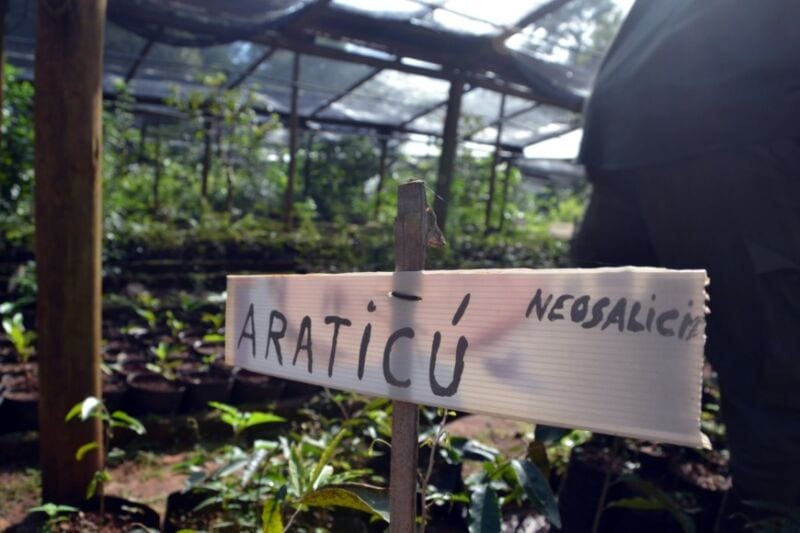 Vivero de Especies Nativas de Ecología, un reservorio clave de la flora autóctona misionera 6 12 - reserva7 - 11