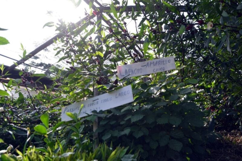 Vivero de Especies Nativas de Ecología, un reservorio clave de la flora autóctona misionera 7 14 - reserva8 - 13