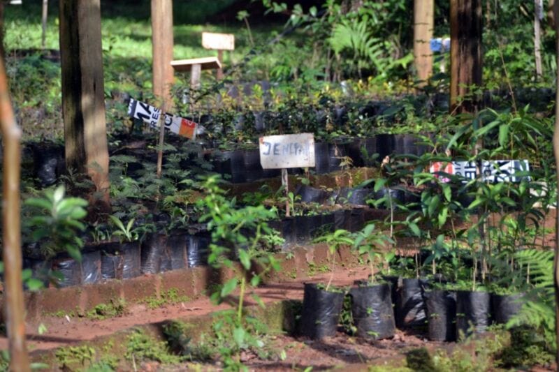 Vivero de Especies Nativas de Ecología, un reservorio clave de la flora autóctona misionera 8 16 - reserva9 - 15