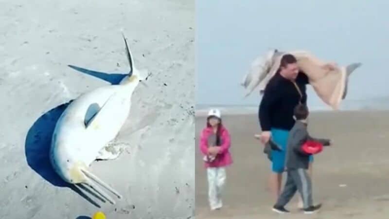 Repudio en Mar del Tuyú: un hombre pescó un delfín en peligro de extinción y se lo llevó