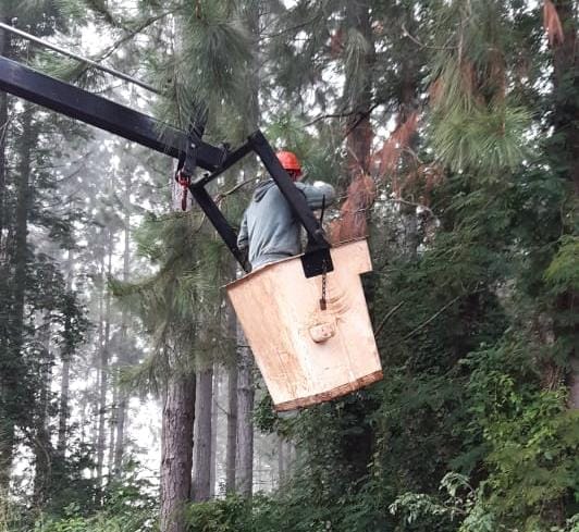 Concretan trabajos de fortalecimiento en líneas de Andresito, Irigoyen y Wanda 3 6 - Andresito poda tct 2 - 5