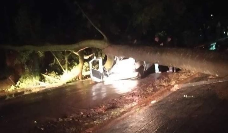 Oberá: cayó un árbol sobre un automóvil en medio del temporal y el chofer resultó ileso