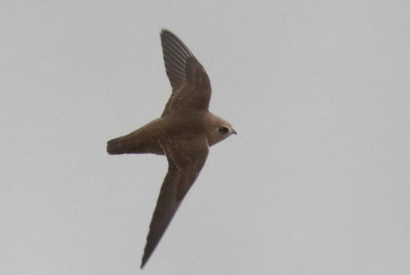 Declararon Monumento Natural al ave autóctona Vencejo de Cascada