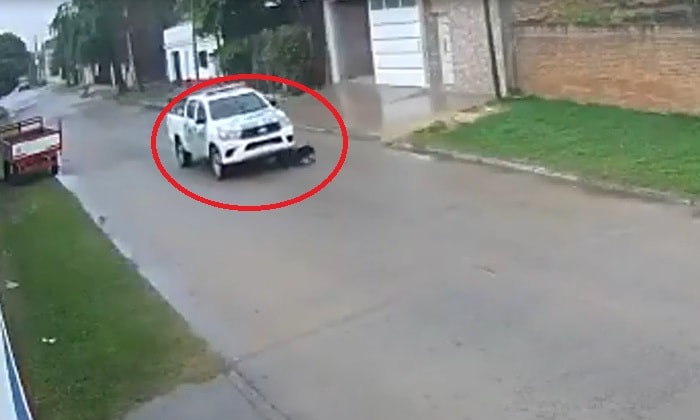 Crueldad en Corrientes: policías atropellaron y mataron a un perro