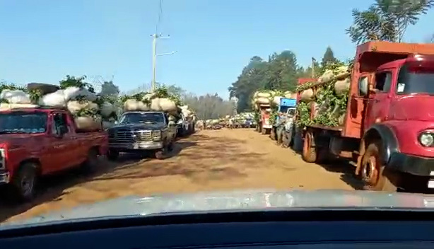 Con buenos precios y pago al contado, la cosecha de yerba mate marcha a pleno 1 2 - fila coop dos de mayo - 1