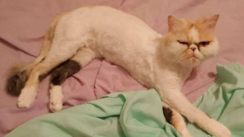 "No la vi": su gata sobrevivió 46 minutos en el lavarropas