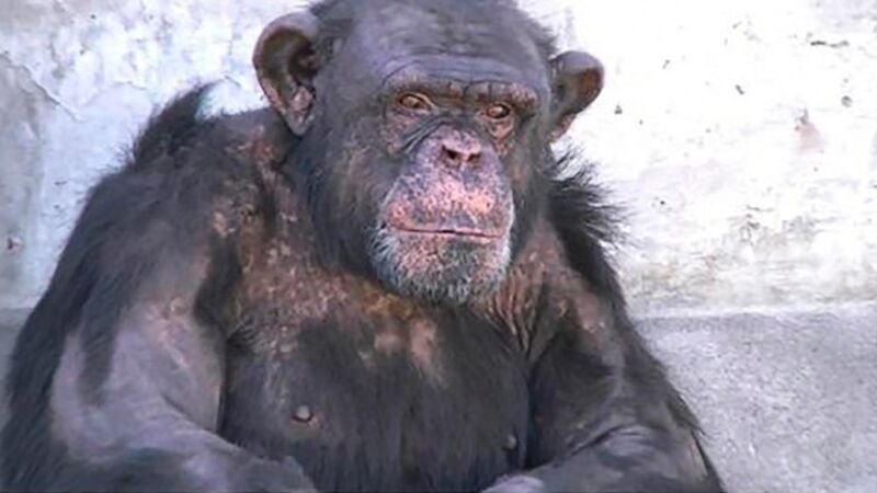 Río Negro: presentaron un habeas corpus para pedir la liberación de un chimpancé