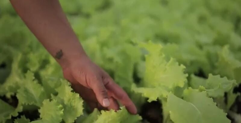 Producción orgánica: Misiones prevé entregar más de 400 mil litros de biofertilizantes en 2022