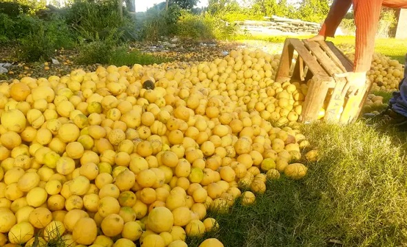 Productores correntinos tiran limones ante la falta de gasoil