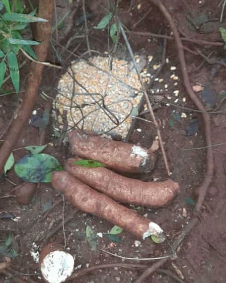 Encontraron rastros de cazadores furtivos en zona del Parque Provincial Salto Encantado 1 2 - lugar del hecho 1 - 1