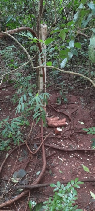 Encontraron rastros de cazadores furtivos en zona del Parque Provincial Salto Encantado 2 4 - lugar del hecho 2 - 3