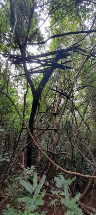 Encontraron rastros de cazadores furtivos en zona del Parque Provincial Salto Encantado 3 6 - lugar del hecho 3 - 5