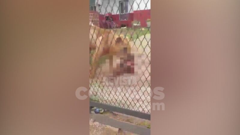 Posadas: denunció que los perros de su vecina mataron, descuartizaron y comieron a su perrita